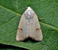 Xanthodes_albago_dz3555s