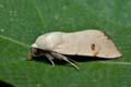 Xanthodes_albago_dz3603s