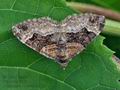Xanthorhoe_biriviata_bs1167