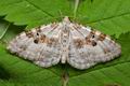 Xanthorhoe_montanata_cu3707s