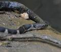 Xenochrophis_asperrimus_g1661