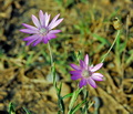 Xeranthemum_annuum_e0676