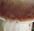 Xerocomus_ferrugineus_ai8426