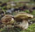 Xerocomus_porosporus_ai8432