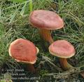 Xerocomus_rubellus_ab8918