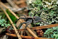 Xerolycosa_nemoralis_jj9580s