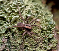 Xerolycosa_nemoralis_jj9595s