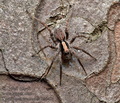 Xerolycosa_nemoralis_jj9642s