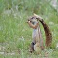 Xerus_inauris_bb1470