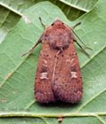 Xestia_xanthographa_cz0967s