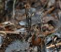 Xylaria_filiformis_bt1718