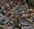 Xylaria_filiformis_bt1732