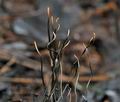 Xylaria_filiformis_bt1753