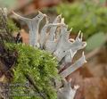 Xylaria_hypoxylon_a9112