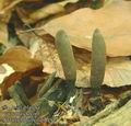 Xylaria_longipes_ab8194