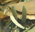 Xylaria_longipes_ab8196