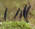 Xylaria_longipes_al8342