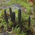 Xylaria_longipes_al8346