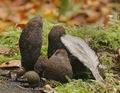 Xylaria_polymorpha_a8466