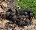 Xylaria_polymorpha_bo7949