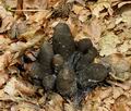 Xylaria_polymorpha_bo7953