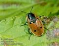 Xylodrepa_4-punctata_10119