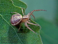 Xysticus_ulmi_dx2953s