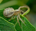 Xysticus_ulmi_dx2989s