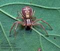 Xysticus_ulmi_dx6411s