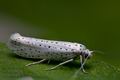 Yponomeuta_evonymella_cm7469s