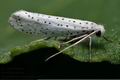 Yponomeuta_evonymella_cn4527s