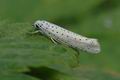 Yponomeuta_evonymella_hz7516