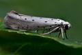 Yponomeuta_rorrella_cl2897s