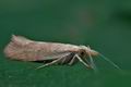 Ypsolopha_alpella_ck3008s