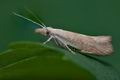 Ypsolopha_alpella_ck3086s