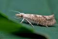 Ypsolopha_alpella_ck3790s