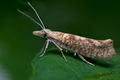 Ypsolopha_alpella_ck3864s