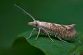 Ypsolopha_alpella_ck3869s