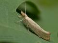 Ypsolopha_alpella_cr2048s