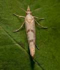 Ypsolopha_alpella_cr2352s