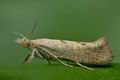 Ypsolopha_alpella_cr2441s