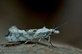 Ypsolopha_asperella_cg5558s