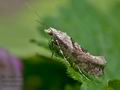 Ypsolopha_asperella_cs3692s