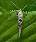 Ypsolopha_asperella_cs3892s