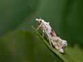 Ypsolopha_asperella_jb9260s