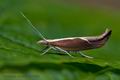 Ypsolopha_dentella_dy3366s