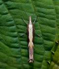 Ypsolopha_dentella_dy3443s