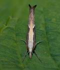 Ypsolopha_dentella_dy3477s