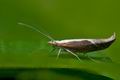 Ypsolopha_dentella_jj4682s