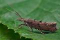 Ypsolopha_horridella_ce5966s